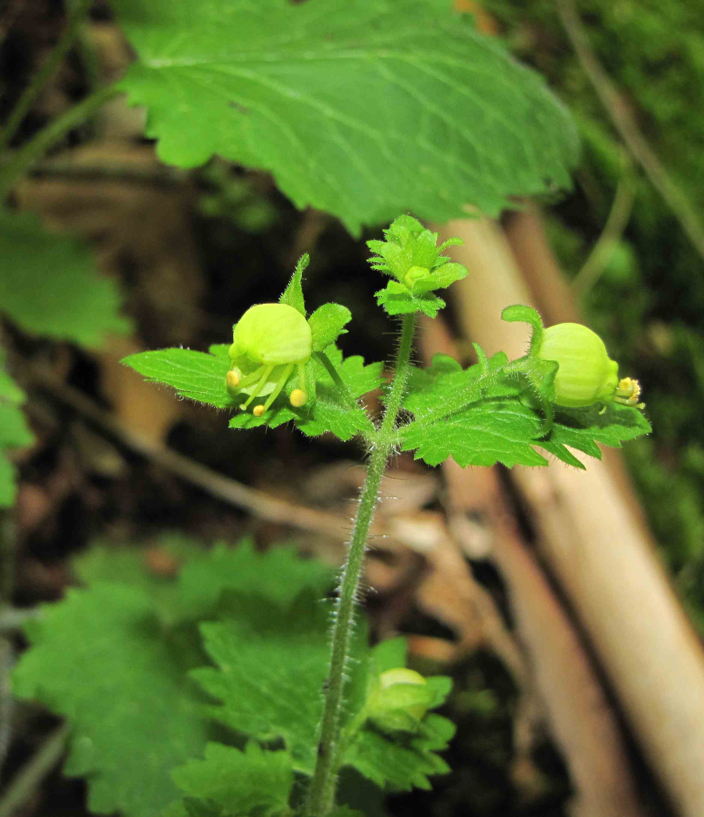 Scrophularia vernalis / Scrofularia gialla